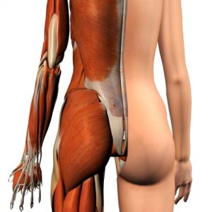 butt anatomy