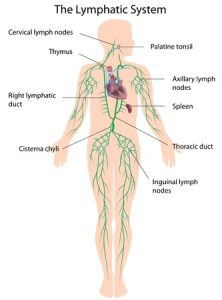 lymph system