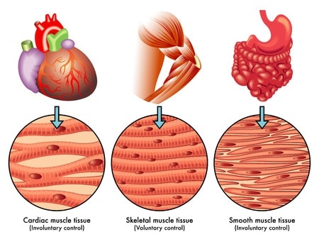 muscle tissue after working out