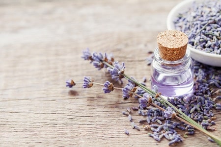 lavender oil