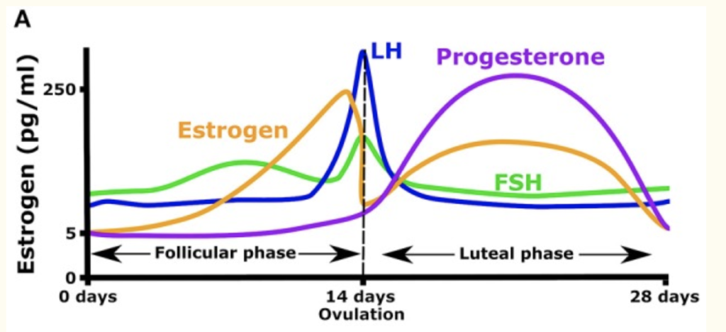 Healthy Luteal Phase with Progesterone, Nerdy Grad ™️ posted on the topic