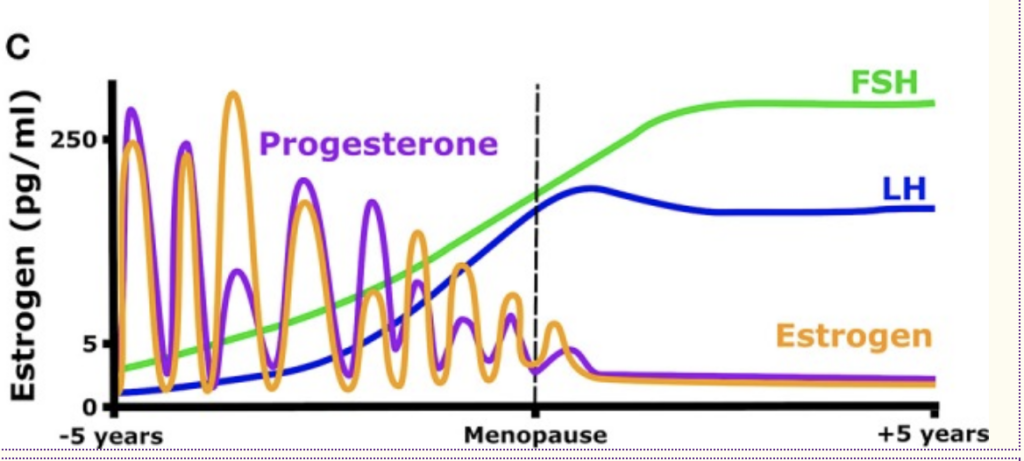 How to Train Through the Stages of Your Cycle: Reproductive Years ...