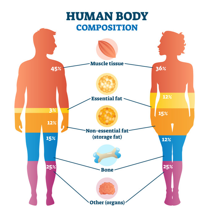 Weight vs. Body Composition: The Difference and Why You Should Care