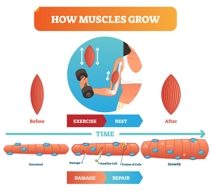 How to Gain Muscle No Matter How Busy You Are with Work